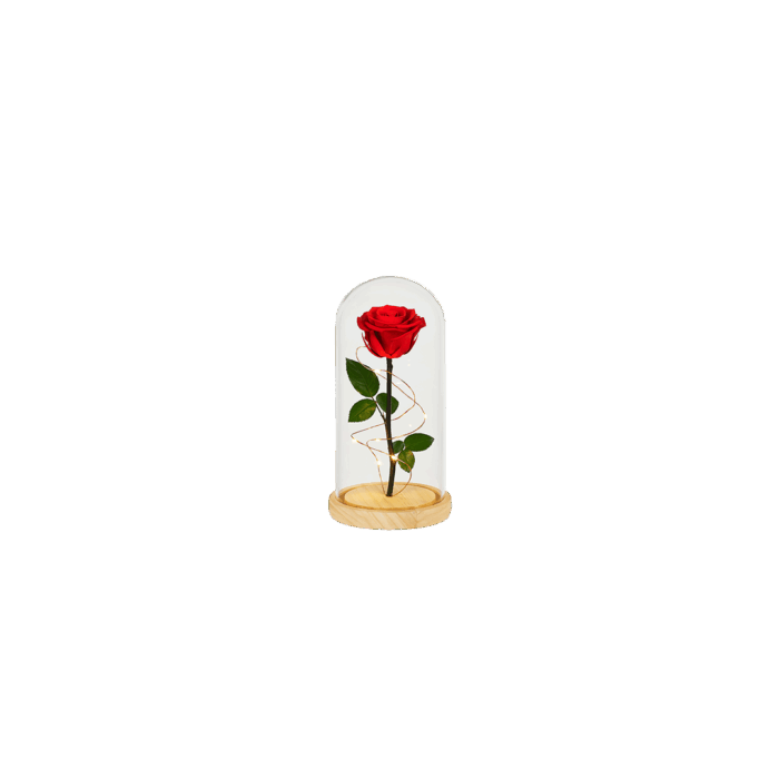 Rose éternelle sous cloche